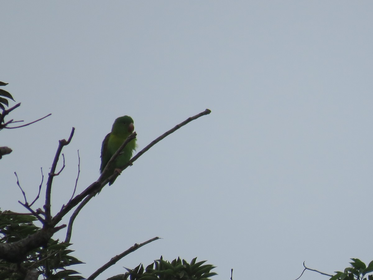 Orange-chinned Parakeet - Ross Foreman