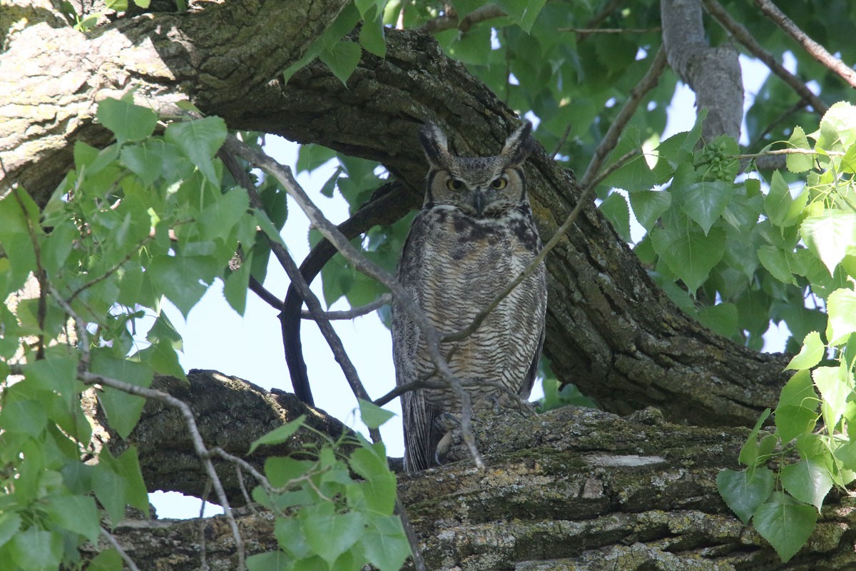 Great Horned Owl - ML110933201