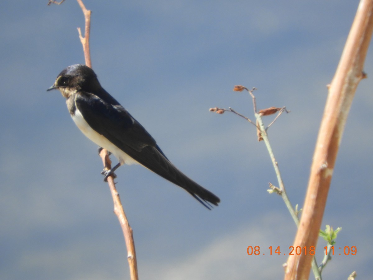 Barn Swallow - rick shearer