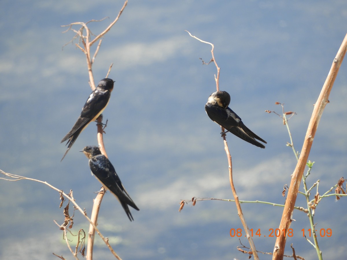 Hirondelle rustique - ML110935041