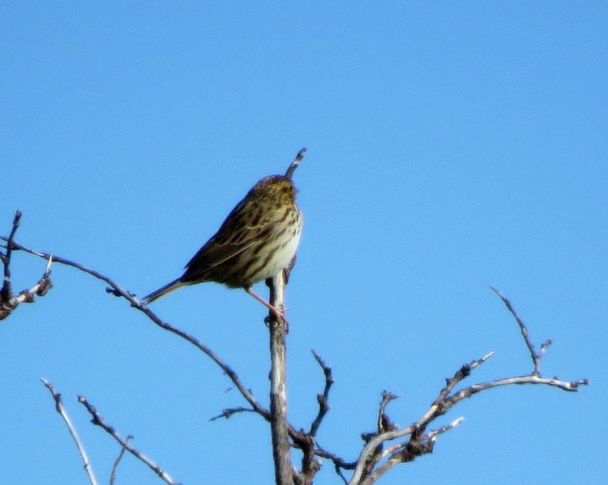 Savannah Sparrow - ML110936231