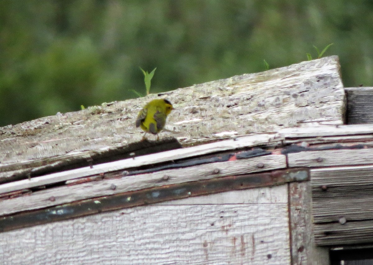 Wilson's Warbler - ML110936811