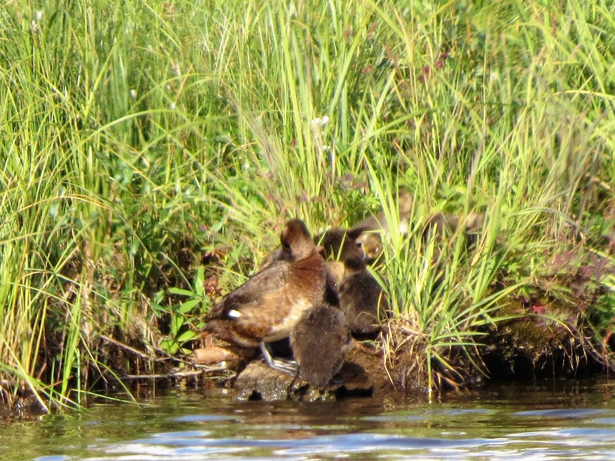 Greater Scaup - Lynn Barber