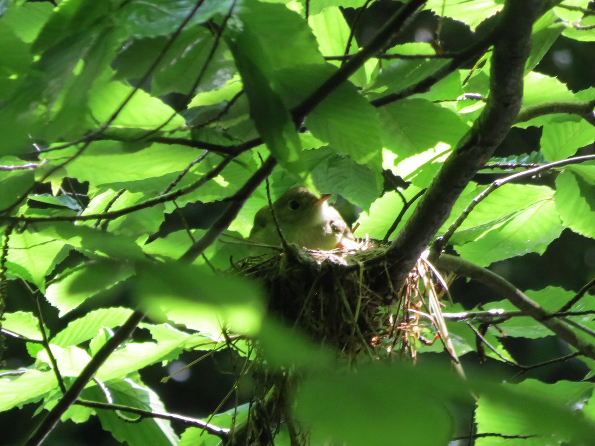 Acadian Flycatcher - ML110937941