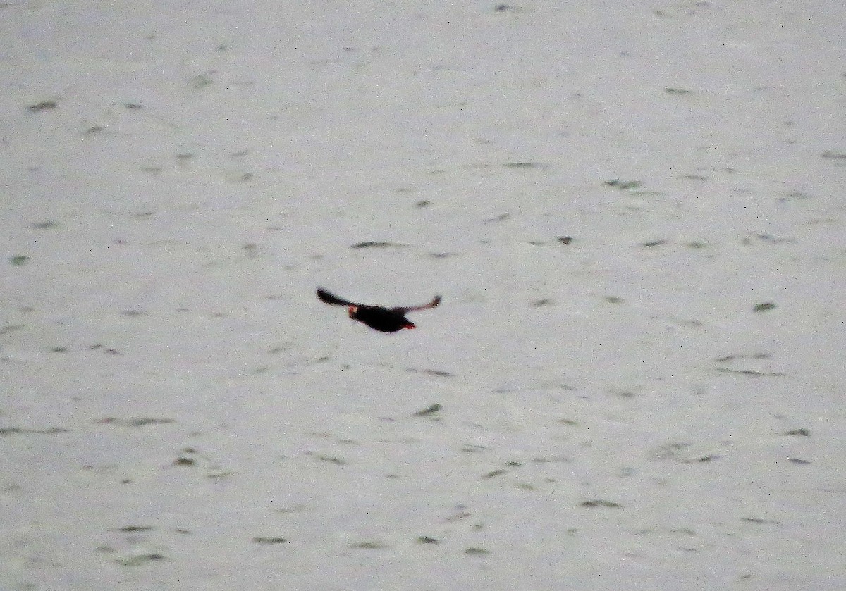 Tufted Puffin - Lynn Barber