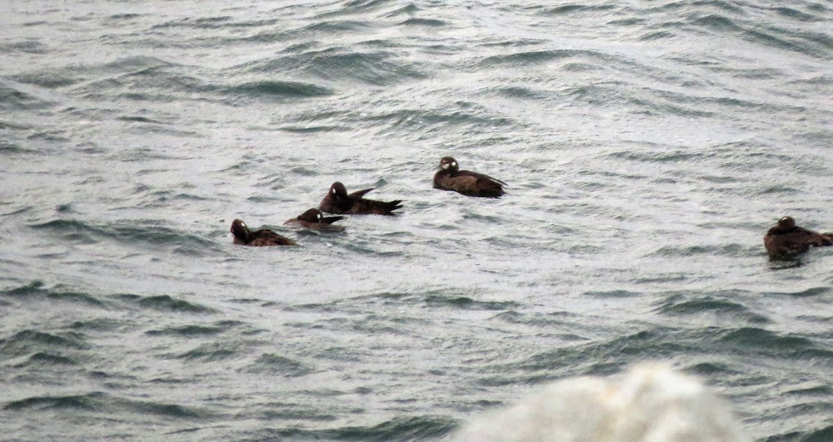 Harlequin Duck - ML110941921