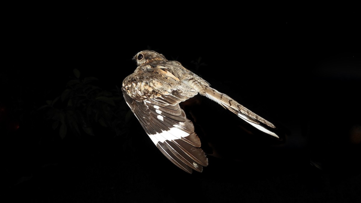 Ladder-tailed Nightjar - Jorge Muñoz García   CAQUETA BIRDING
