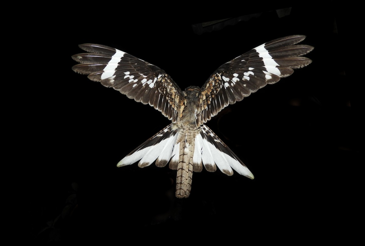 Ladder-tailed Nightjar - ML110942341