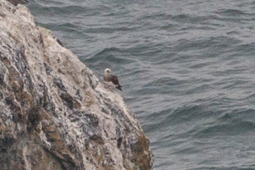 Brown Booby - ML110942631