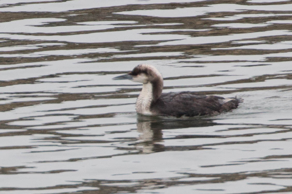 Pacific Loon - Tanner Martin