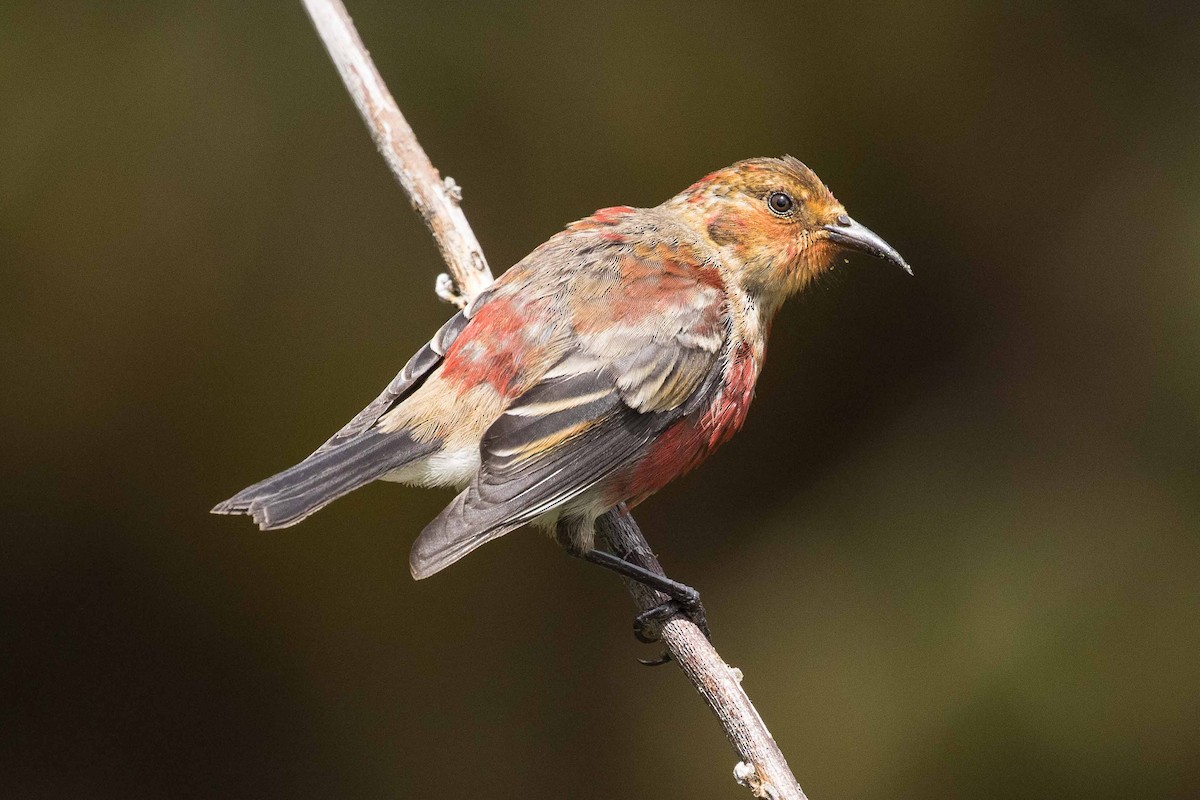 Apapanekleidervogel - ML110943621