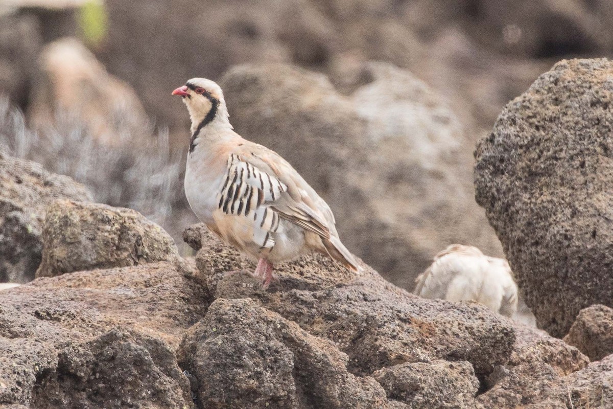 Chukar - Eric VanderWerf