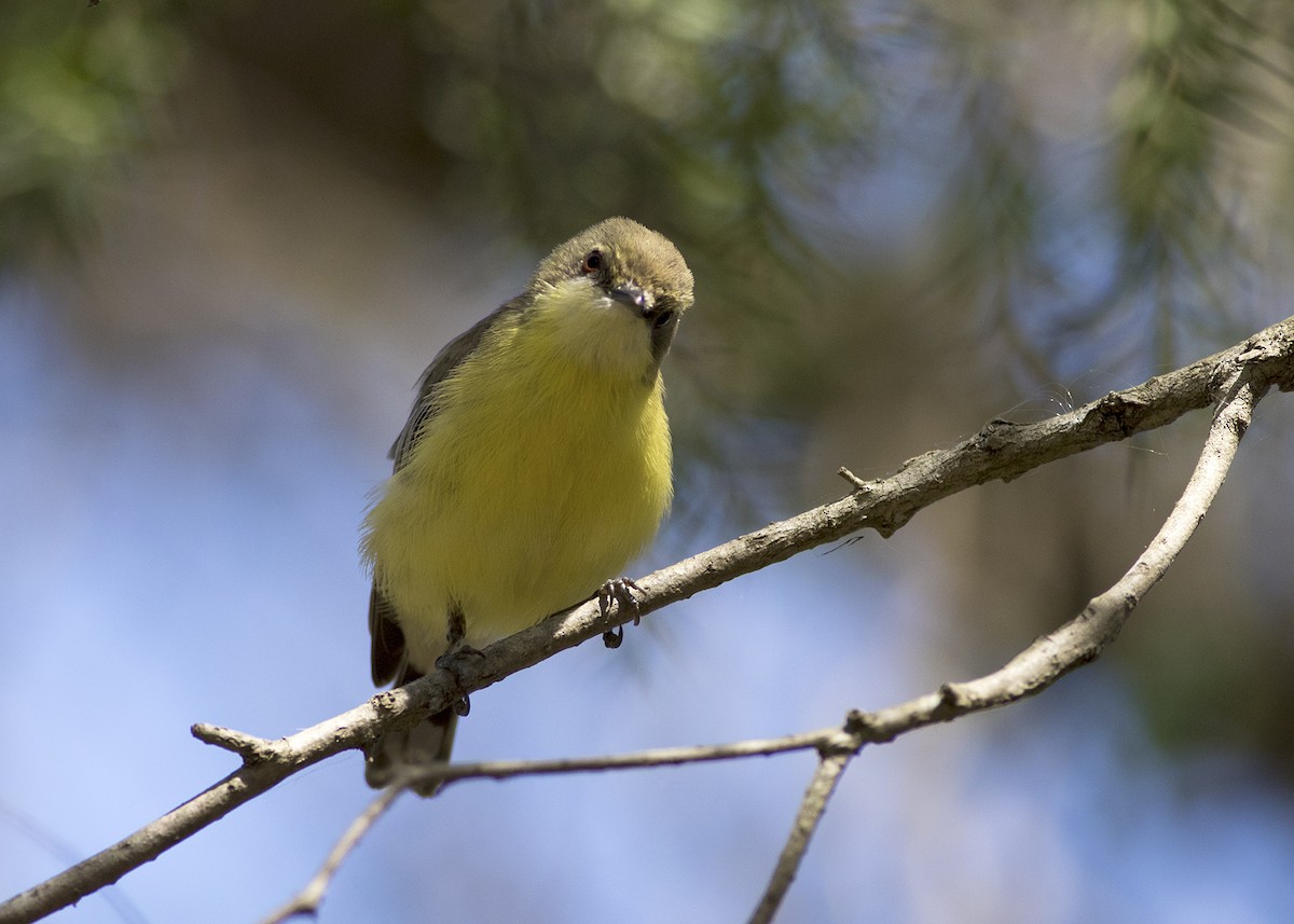 White-throated Gerygone - Stephen Murray