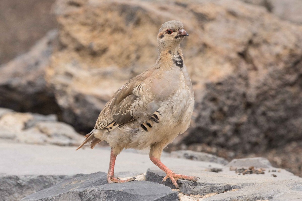 Chukar - Eric VanderWerf