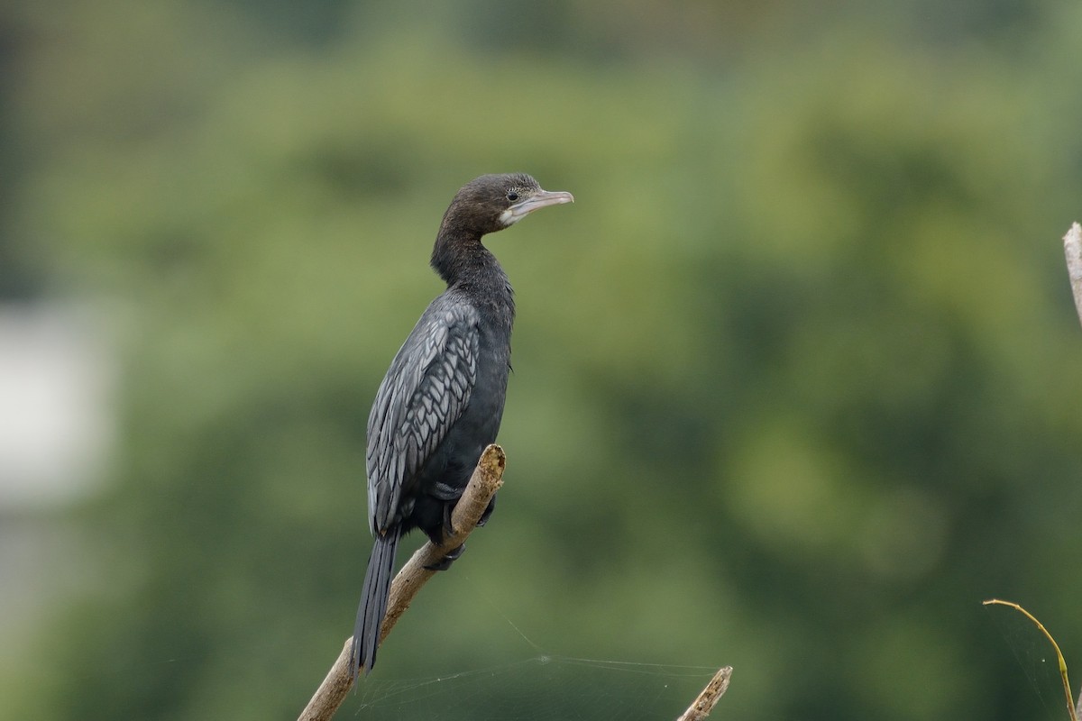 Cormorán de Java - ML110945531