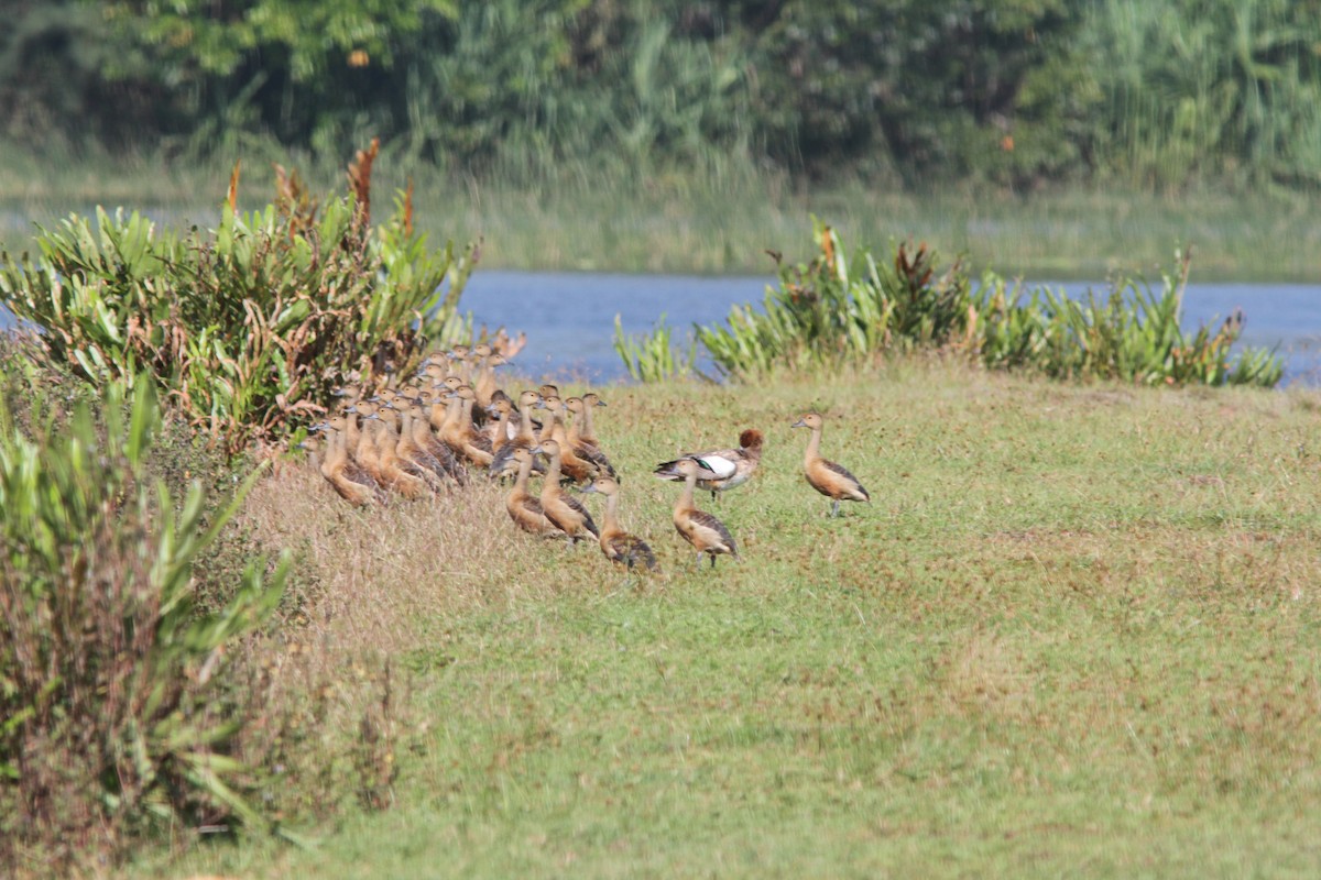 Eurasian Wigeon - ML110945851