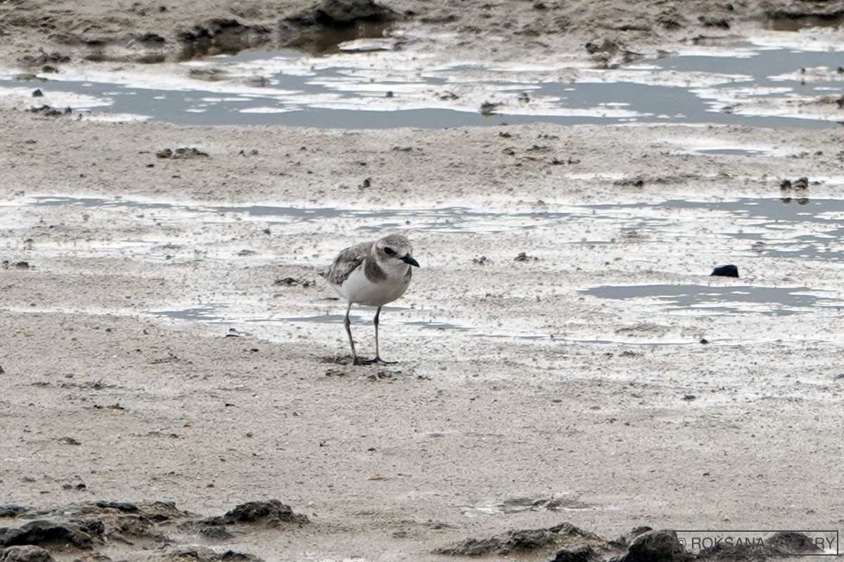 Siberian Sand-Plover - Roksana and Terry