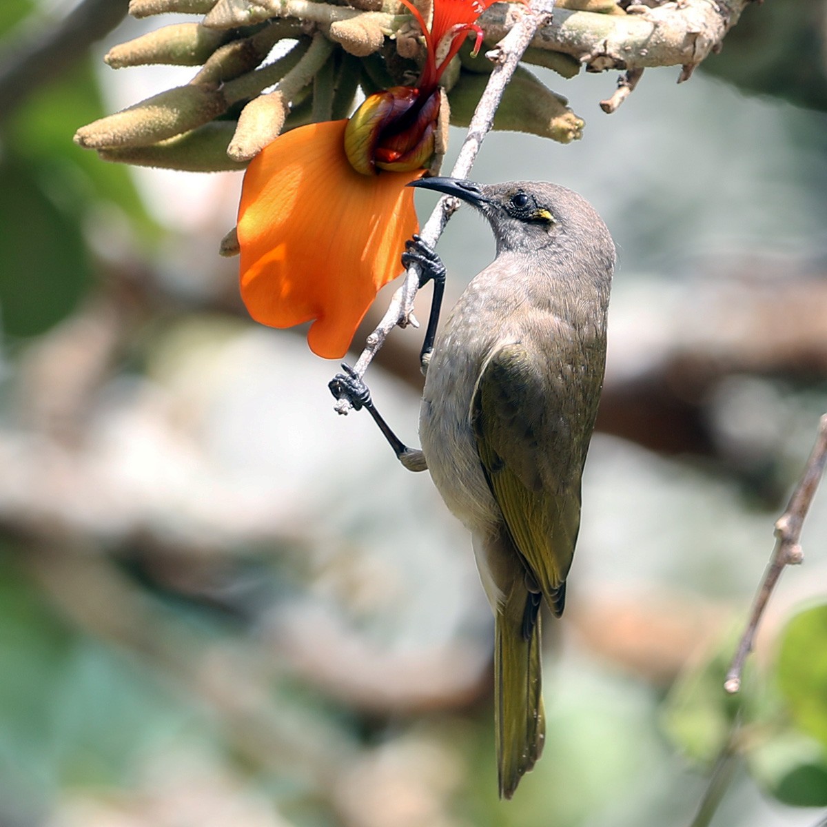 Brown Honeyeater - ML110946591