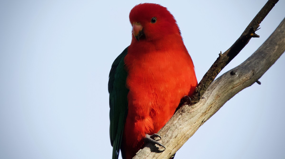 Australian King-Parrot - David  Tytherleigh