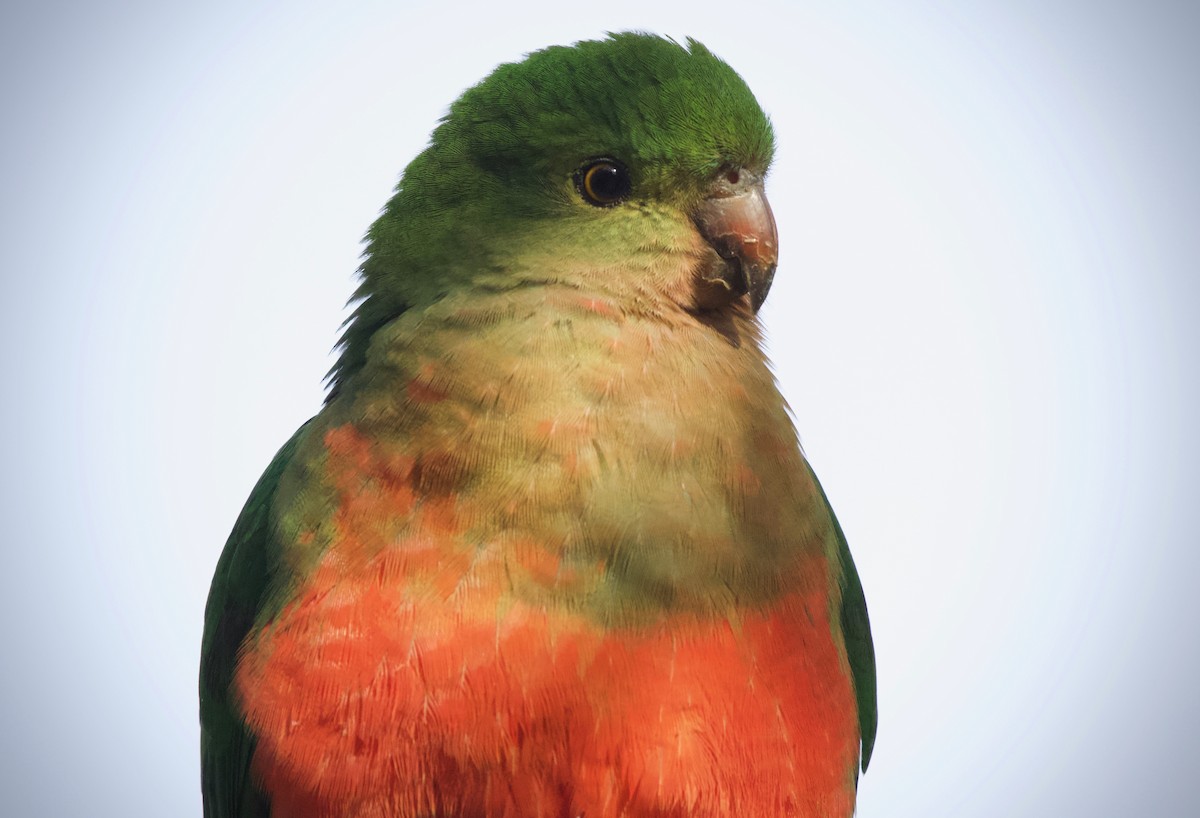 Australian King-Parrot - David  Tytherleigh