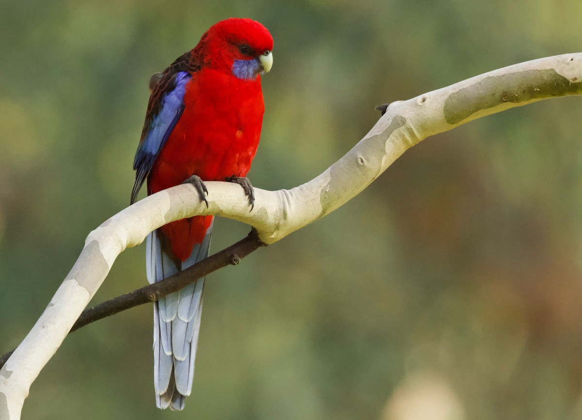 Crimson Rosella - David  Tytherleigh