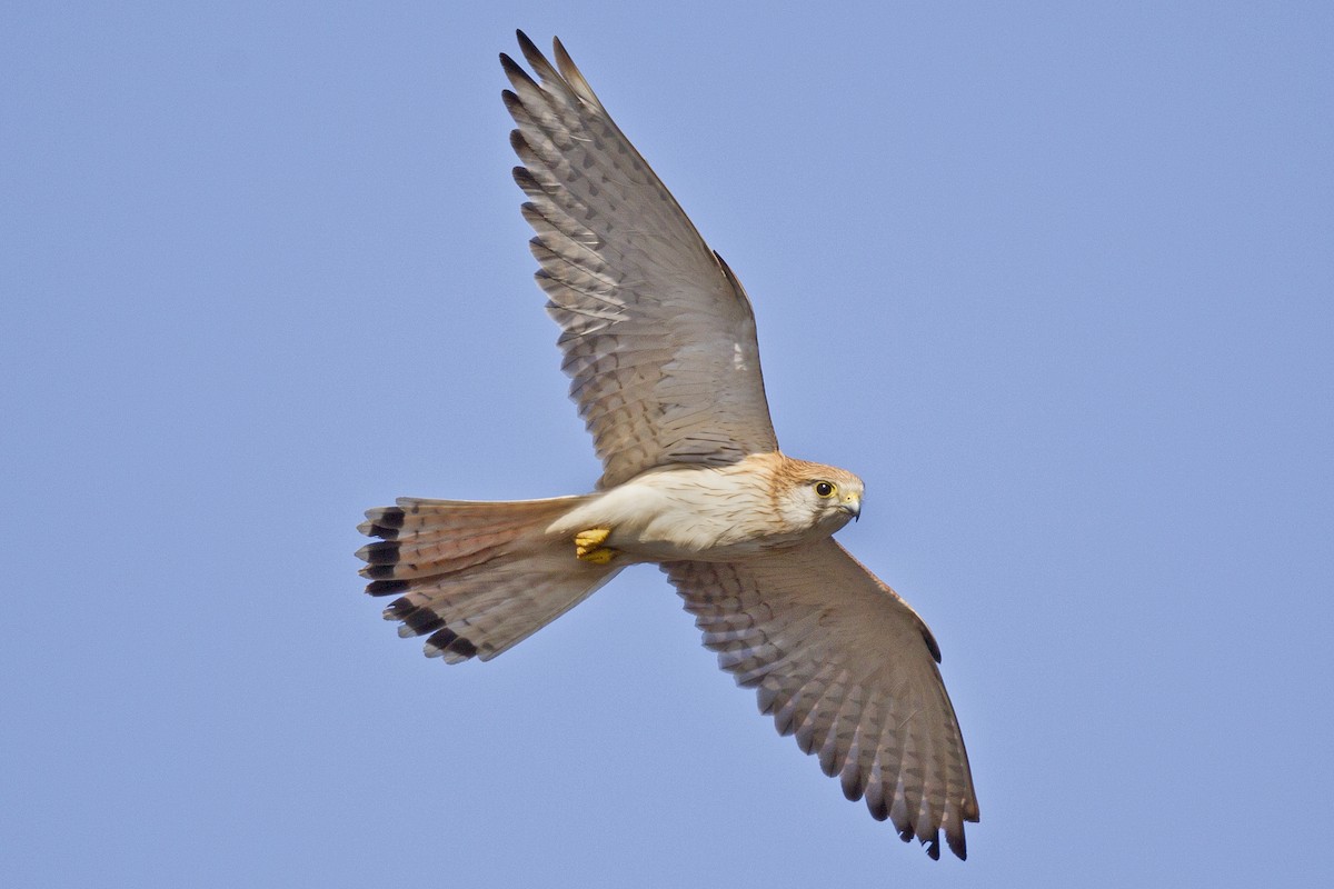 Crécerelle d'Australie - ML110948311