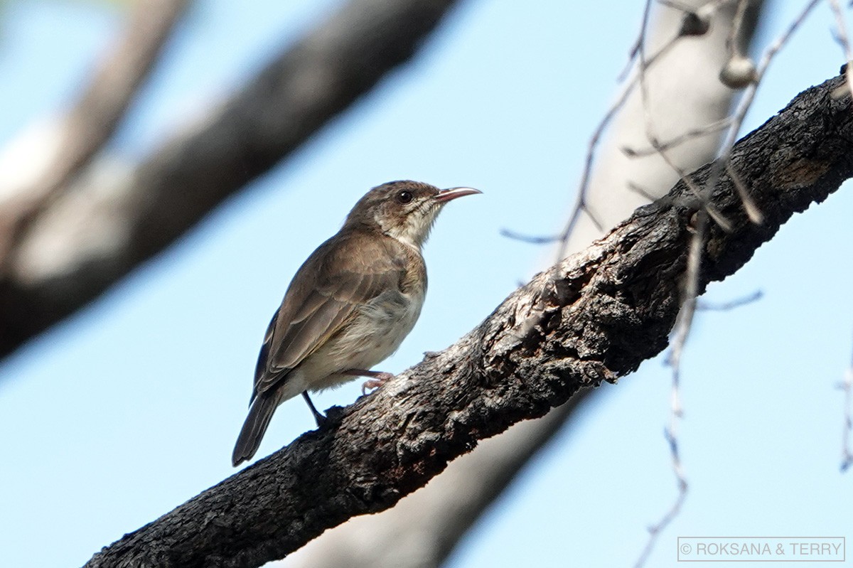 Brown-backed Honeyeater - ML110948521