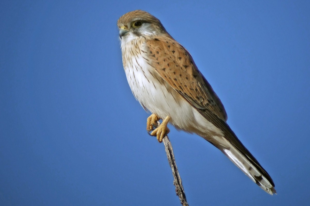 Nankeen Kestrel - Mat Gilfedder