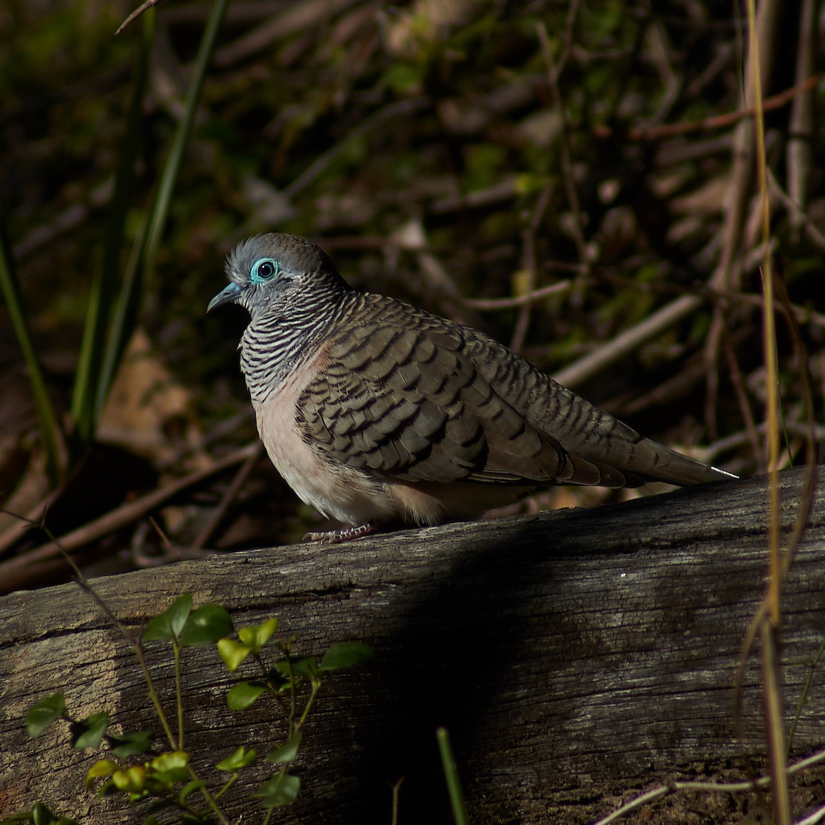 Peaceful Dove - ML110948871