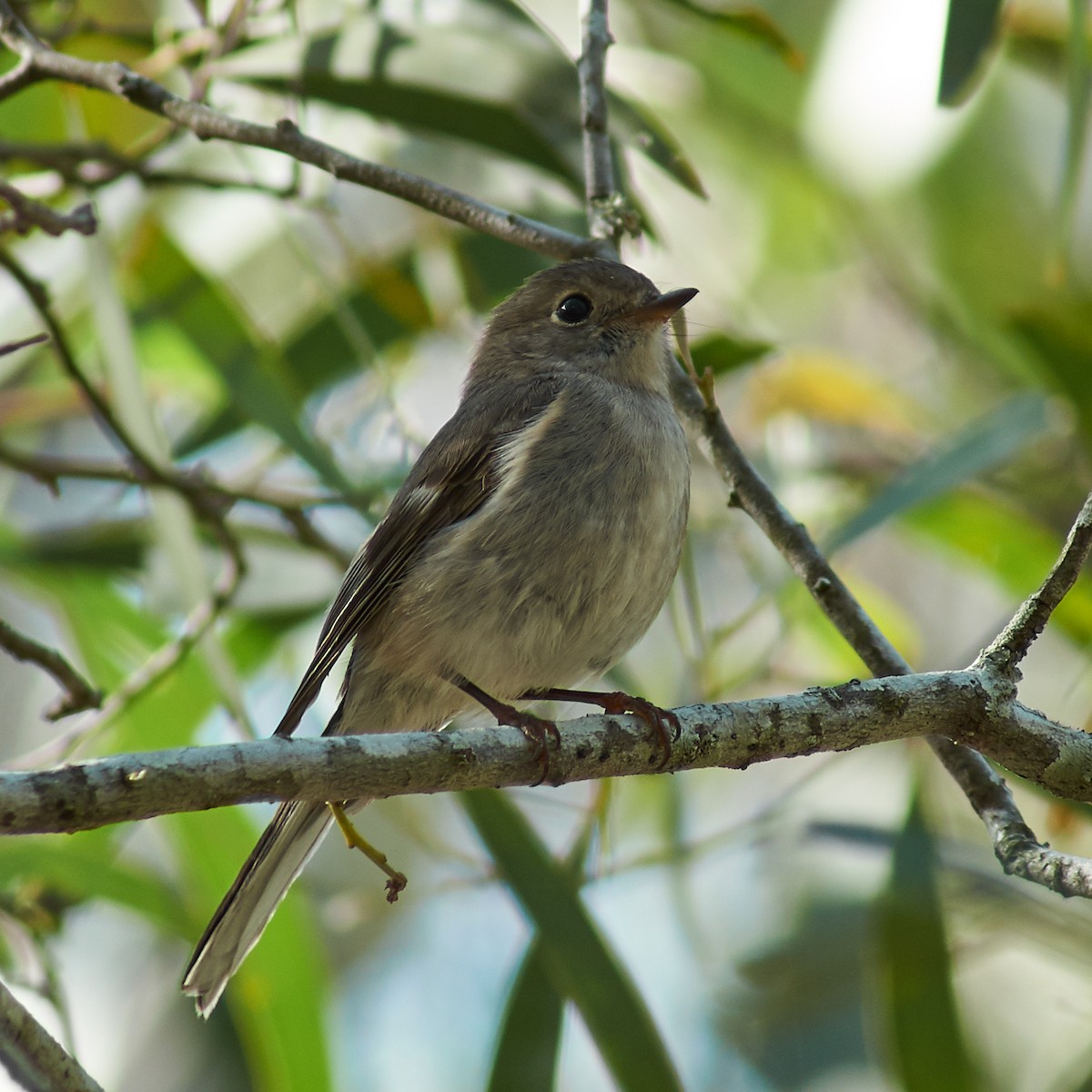 Petroica Rosada - ML110948901