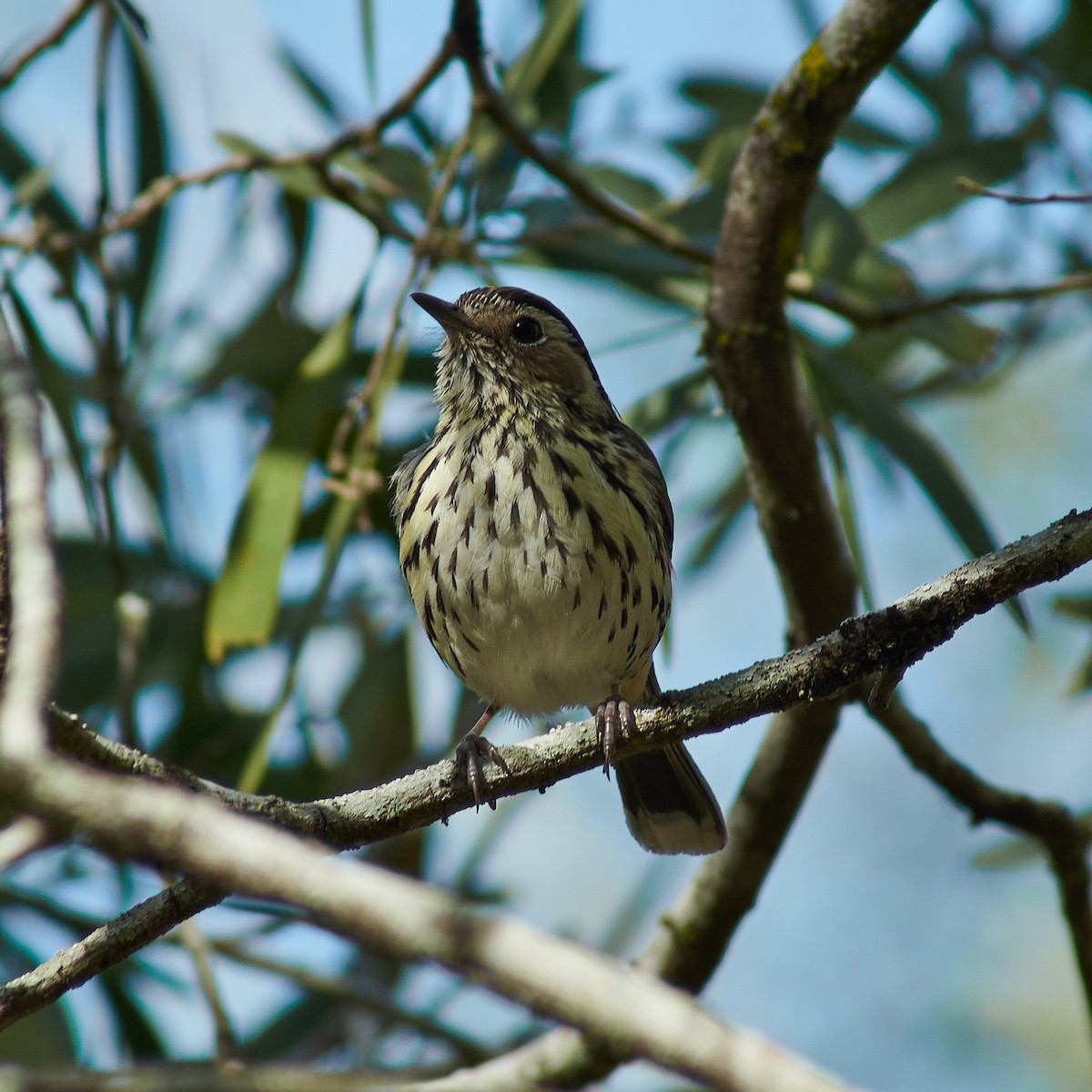 Speckled Warbler - Sara Young