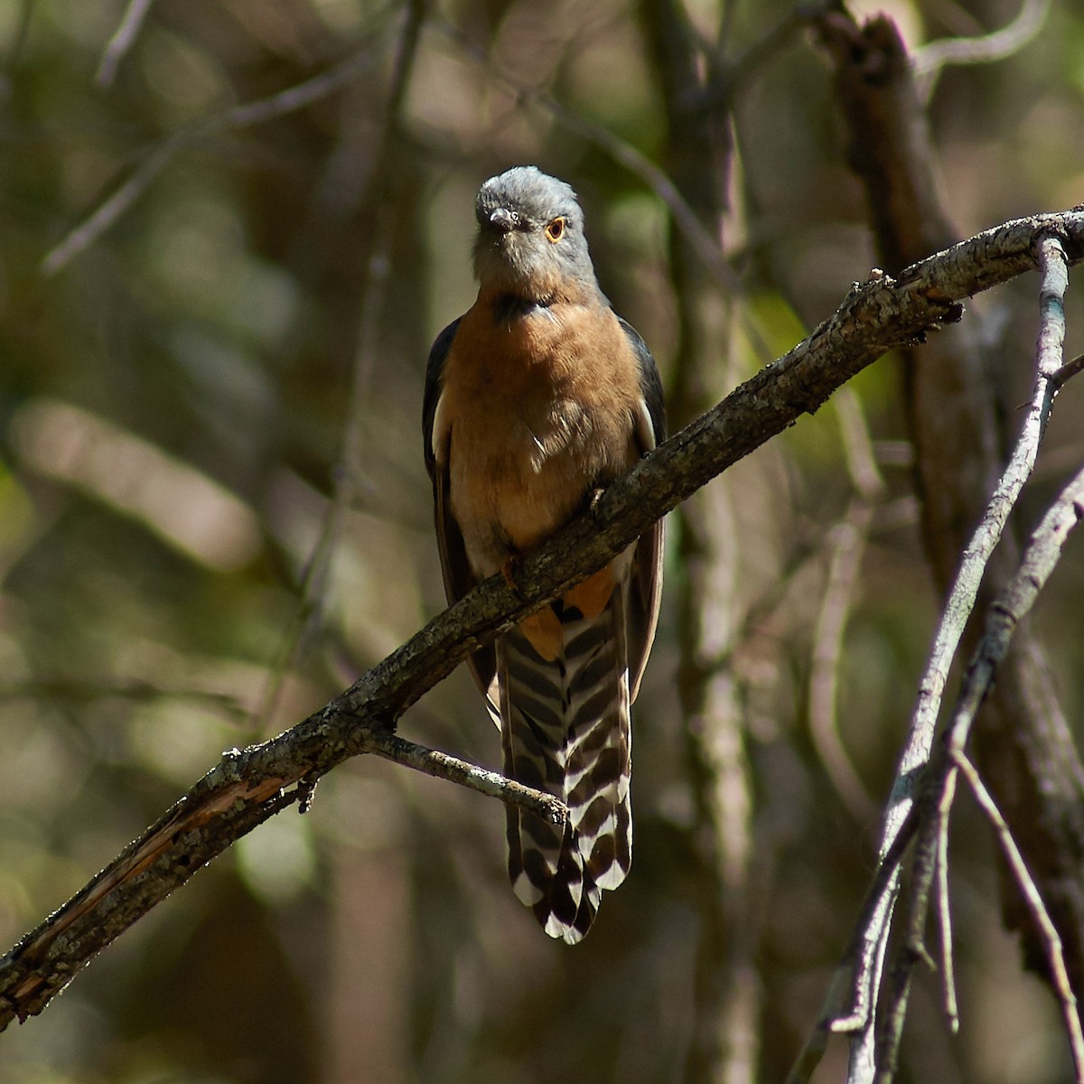 Fan-tailed Cuckoo - ML110948941