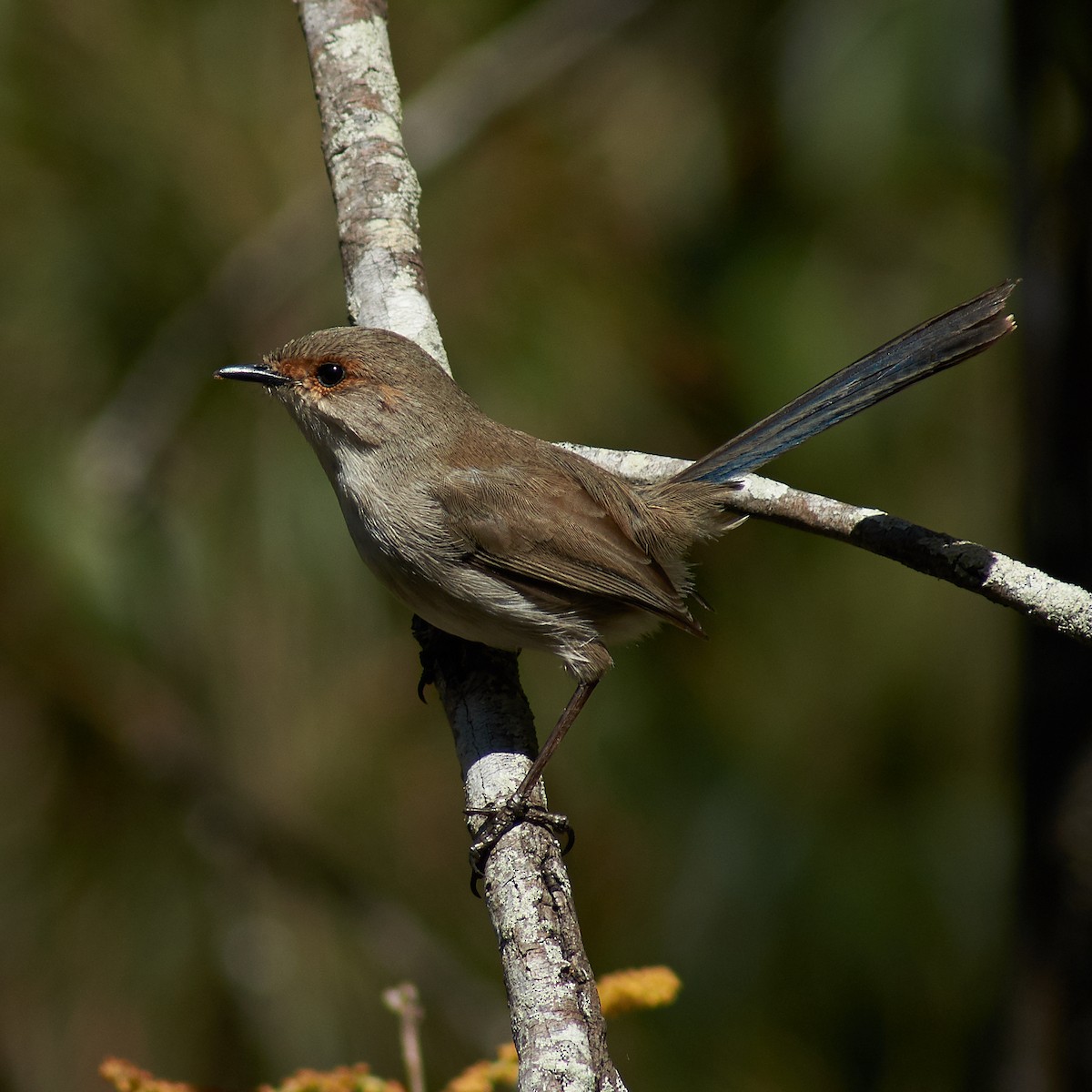 Superb Fairywren - ML110948981