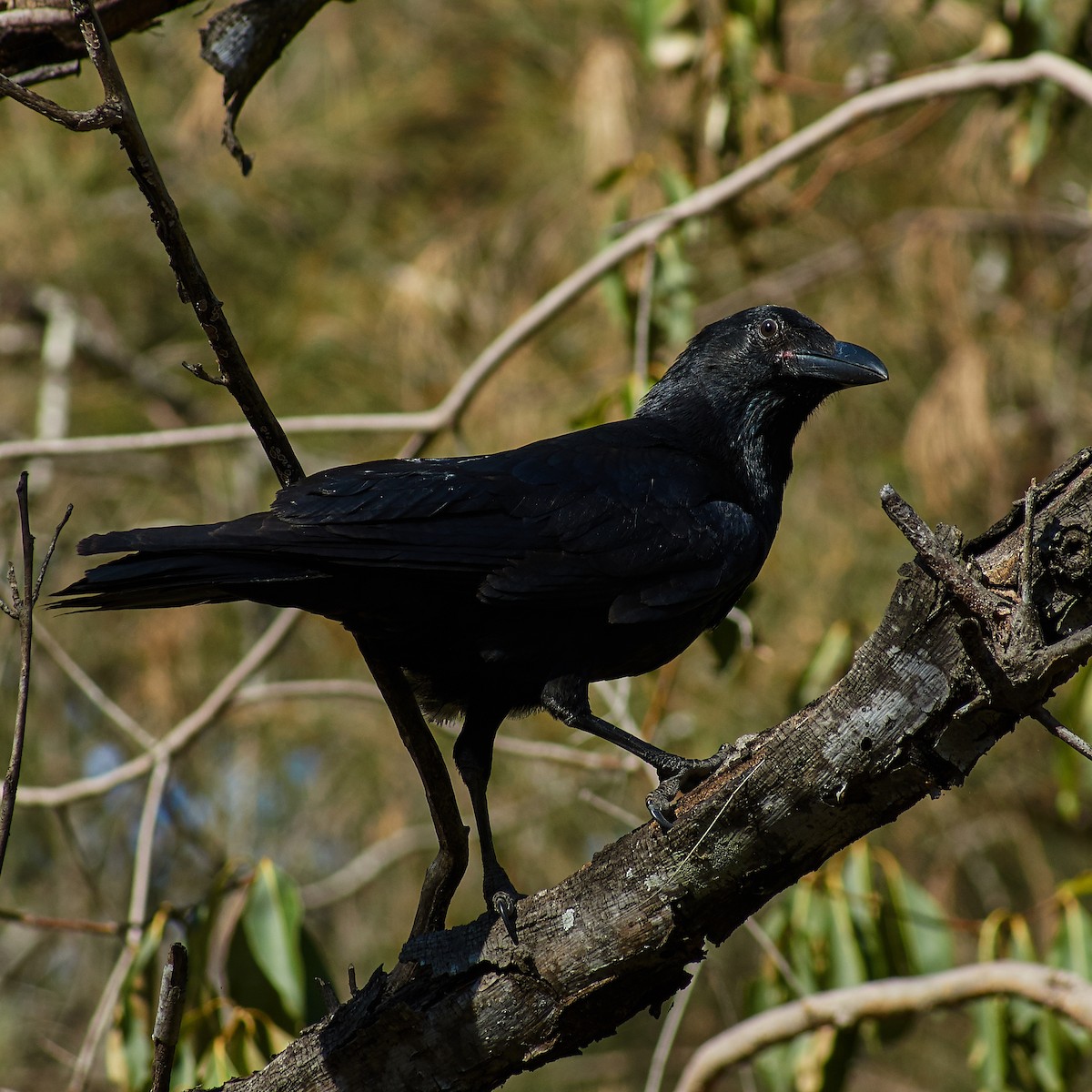 Torresian Crow - ML110949021