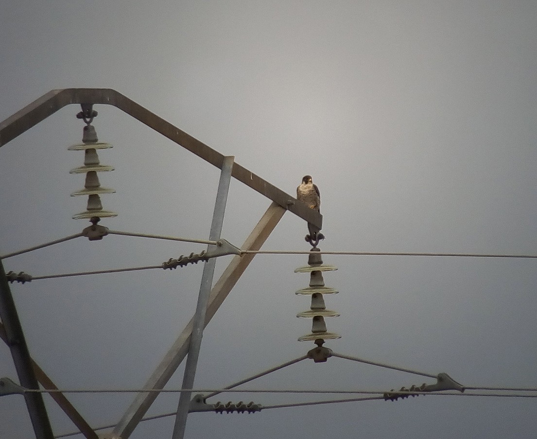 Peregrine Falcon - ML110949151