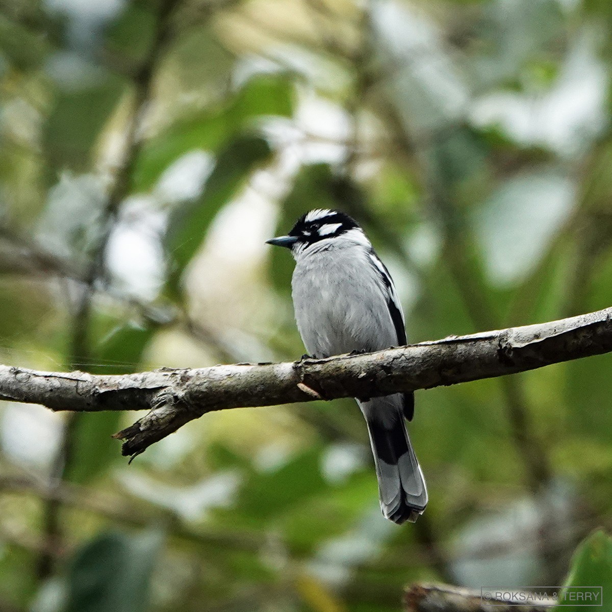 White-eared Monarch - Roksana and Terry