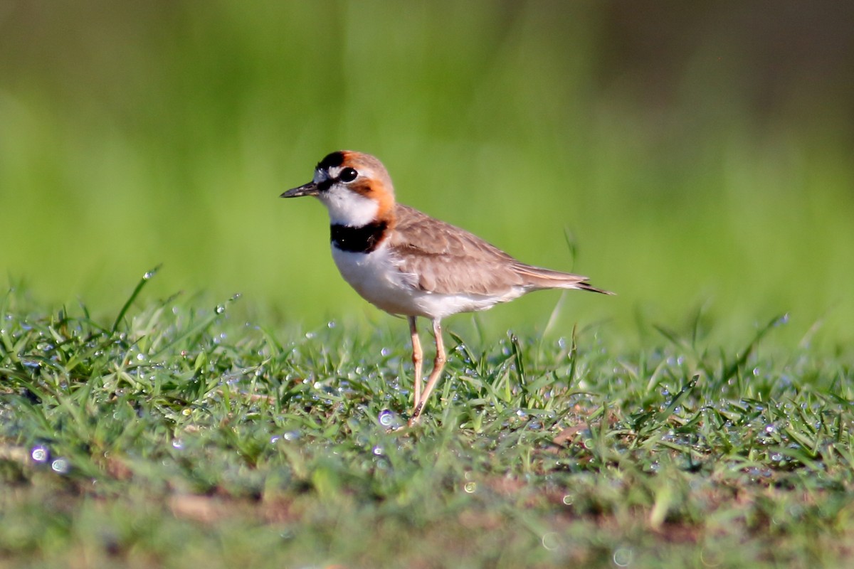 Collared Plover - Jeff 'JP' Peters