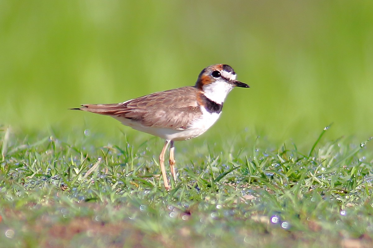 Collared Plover - Jeff 'JP' Peters