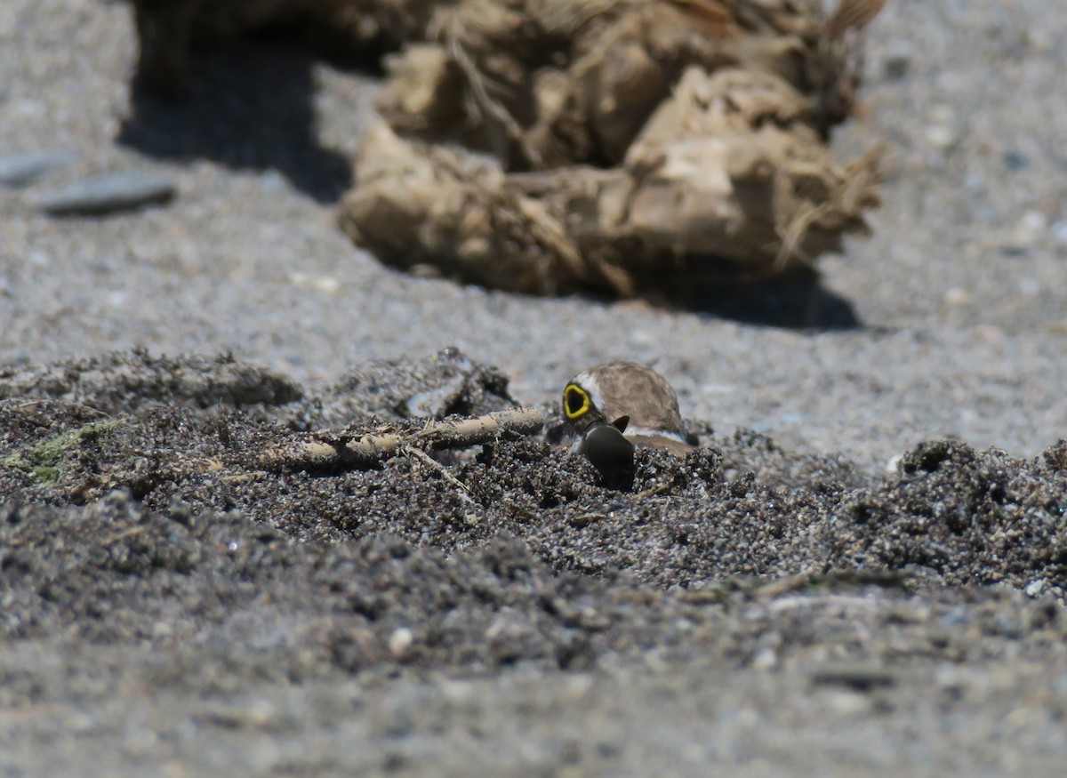 Little Ringed Plover - Juan Pérez