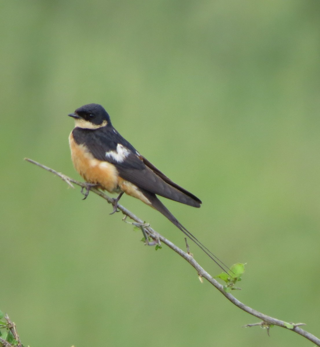 Golondrina Pechirrufa - ML110951631