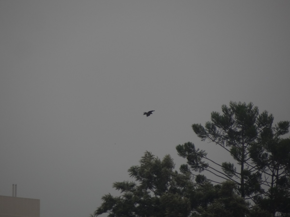 Black Kite - ML110952881