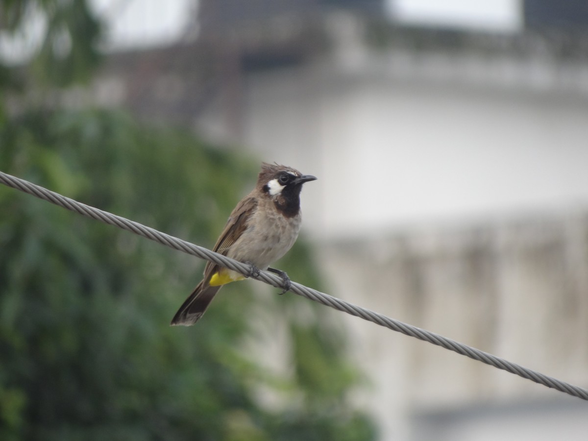 Himalayan Bulbul - ML110952901