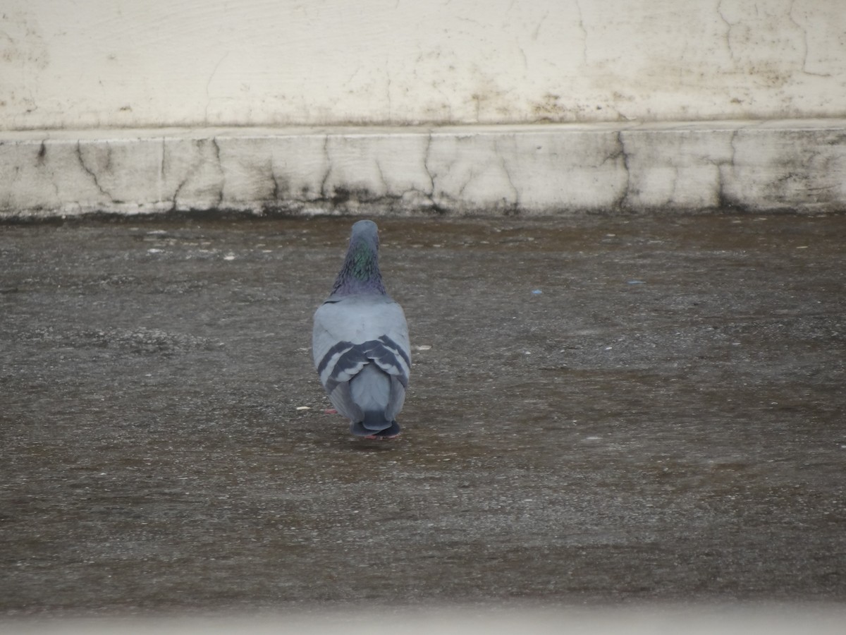 Rock Pigeon (Feral Pigeon) - ML110952961