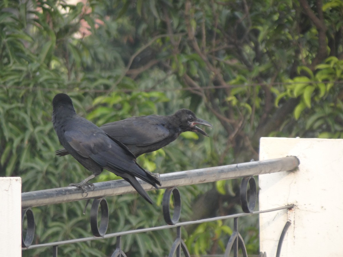 Large-billed Crow (Indian Jungle) - ML110953011