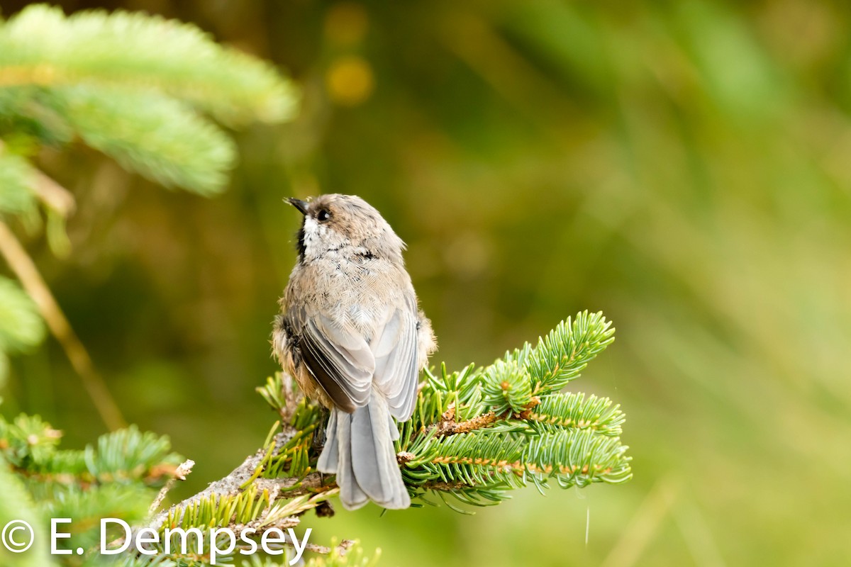 Boreal Chickadee - Ethel Dempsey