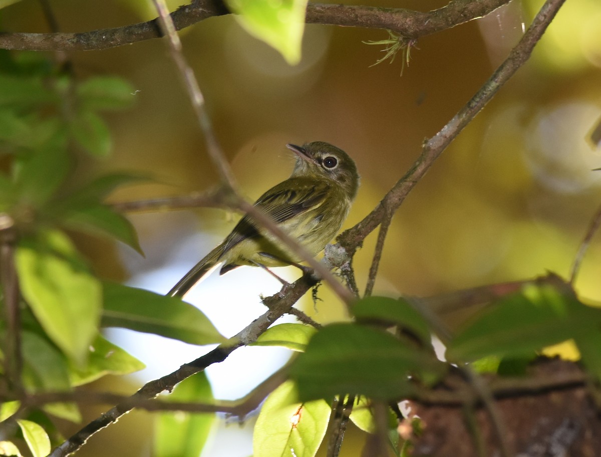 Eye-ringed Tody-Tyrant - ML110955011