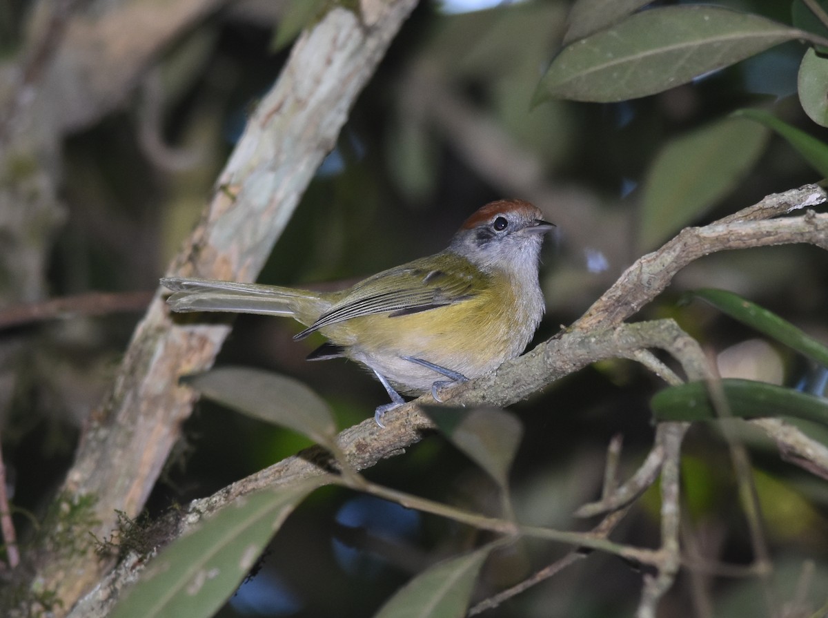 Rufous-crowned Greenlet - ML110955041