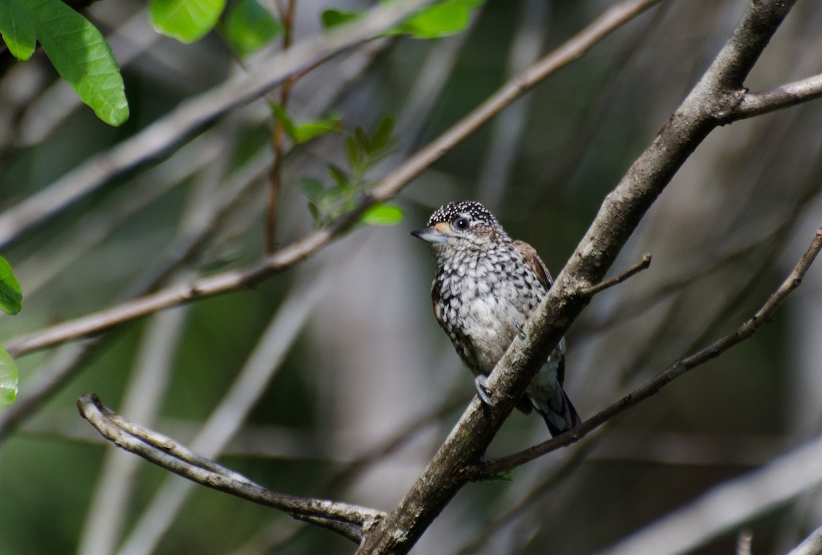 White-wedged Piculet - ML110955501