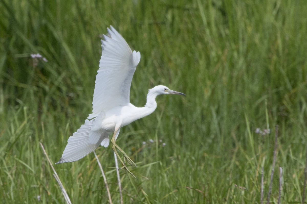 Little Blue Heron - Michael Bowen