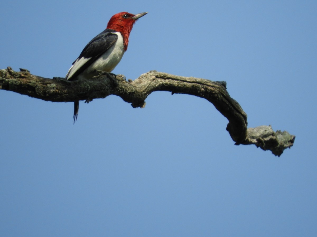 Red-headed Woodpecker - ML110956261